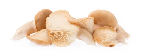 Oesterzwam bij glucose-intolerantie