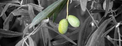 Olijfolie verhoogt diversiteit microbiota bij hiv-patiënten