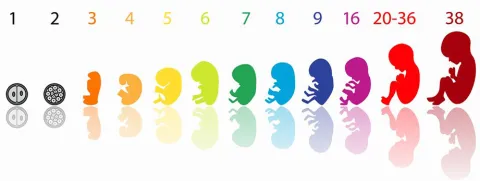 Omega-3 bij zwangerschapsobesitas