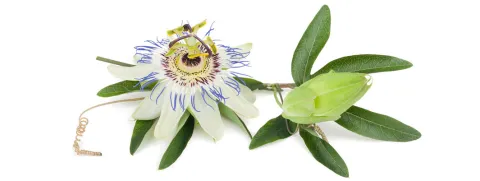 Passiebloem in de psychiatrie