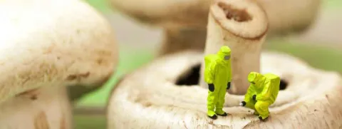 Pesticiden verhogen bij kinderen risico op autisme