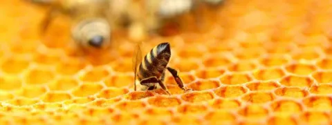 Propolis vermindert menstruatiepijn