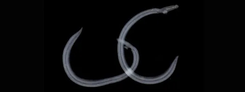 Parasiet tegen hartziekte?