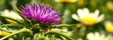Mariadistel tegen hepatitis C: dosisstudie