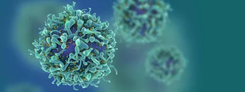 T-cellen gebruiken creatine voor tumorafweer