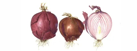 Quercetine mogelijk bloeddrukverlagend