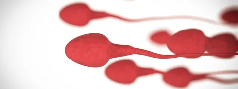 Zink- en foliumzuursuppletie verbetert mannelijke vruchtbaarheid niet