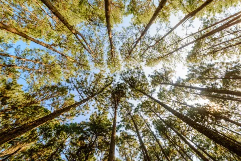 Meer voedsel uit bossen