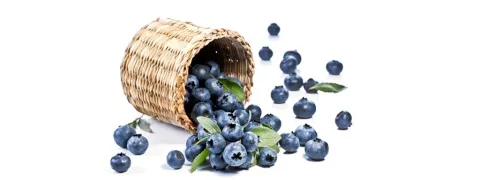 Blauwe bes verlaagt bloeddruk