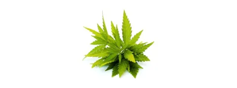 Cannabisextract werkt als anti-epilepticum