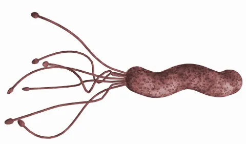 Probiotica ondersteunen uitroeiing maagzweerbacterie