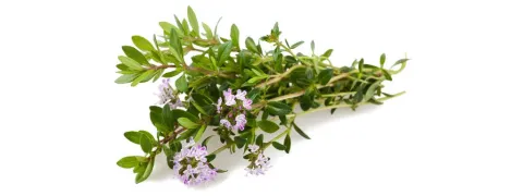 Marjolein nuttig bij polycysteus ovarium