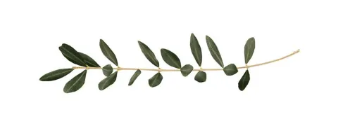 Olijfbladextract verlaagt bloeddruk en cholesterol
