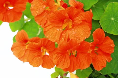 Oost-Indische kers en mierikswortel voorkomen blaasinfecties
