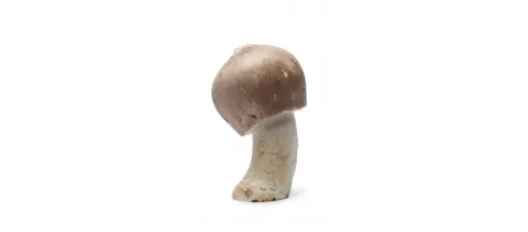 Agaricus blazei Murill ondersteunt kankertherapie