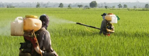 Roundup en chronische nierziekte