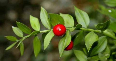 Ruscus aculeatus probaat tegen vermoeide benen