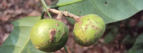 Ayurvedisch kruid verlaagt hartrisico bij nierpatiënten