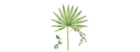 Nutraceutical vermindert klachten urinewegen