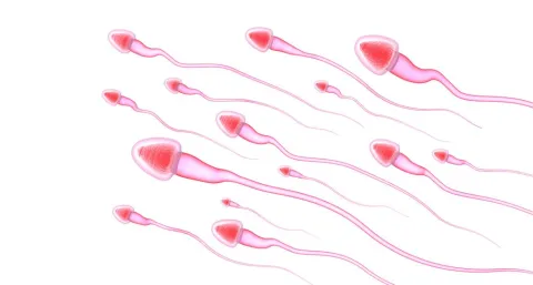 Voeding toekomstige vader beïnvloedt gezondheid kinderen