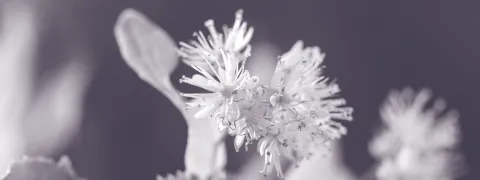 Kruidenextract versterkt spiergroei bij ouderen