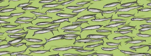 Omega-3-tekort treft wereldbevolking