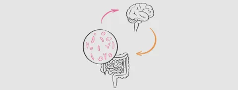Probiotica tonen beperkte mentale winst