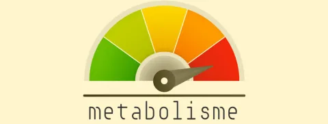 Metabolisme ontrafeld