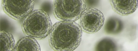 Mast Cell Activation Syndrome