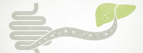 De darm-leveras bij leververvetting