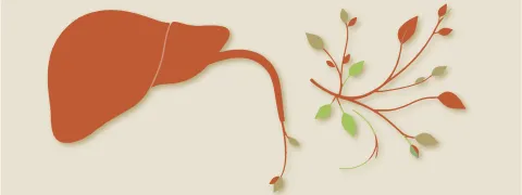 Fytotherapie voor het hepato-biliaire systeem