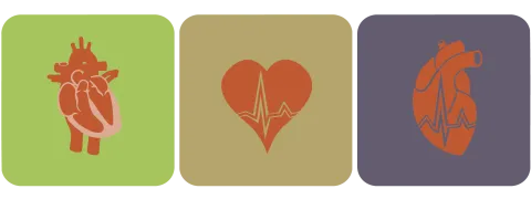 Essentiële rol van ubiquinol