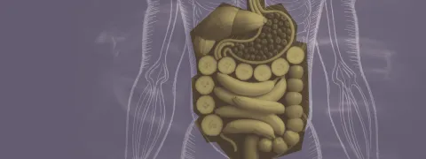 Polyfenolen en darmmicrobiota