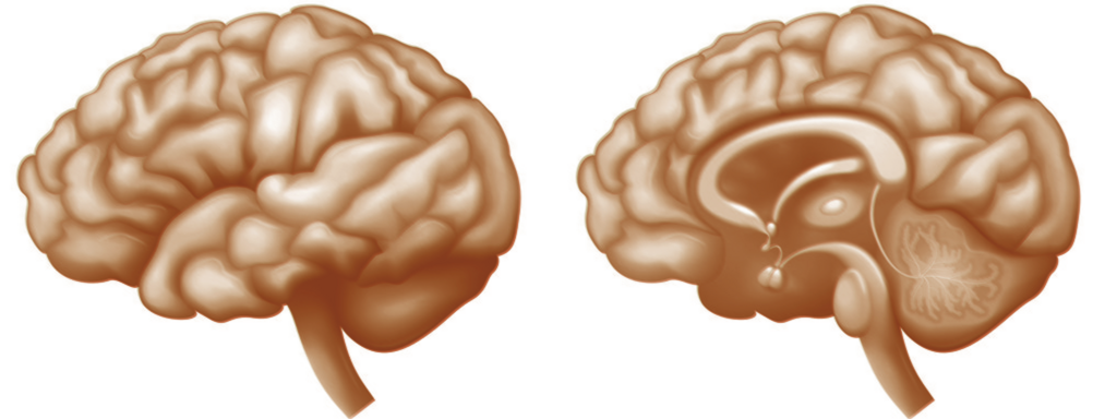 Nieuwe eetlustremmende neuronen ontdekt