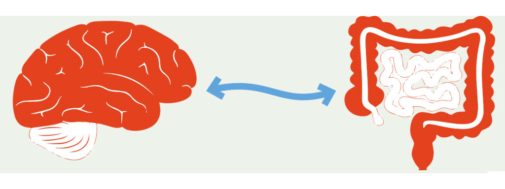 Communicatie tussen hersenen en darmen