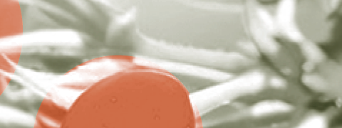 Berberine als farmaceutisch diabetesmedicijn