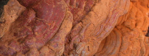 ganoderma