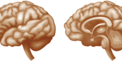 Nieuwe eetlustremmende neuronen ontdekt