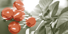 Berberine als farmaceutisch diabetesmedicijn