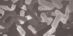 Grote verschillen in inname voedselmicroben