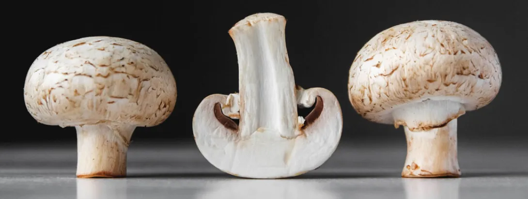 champignons