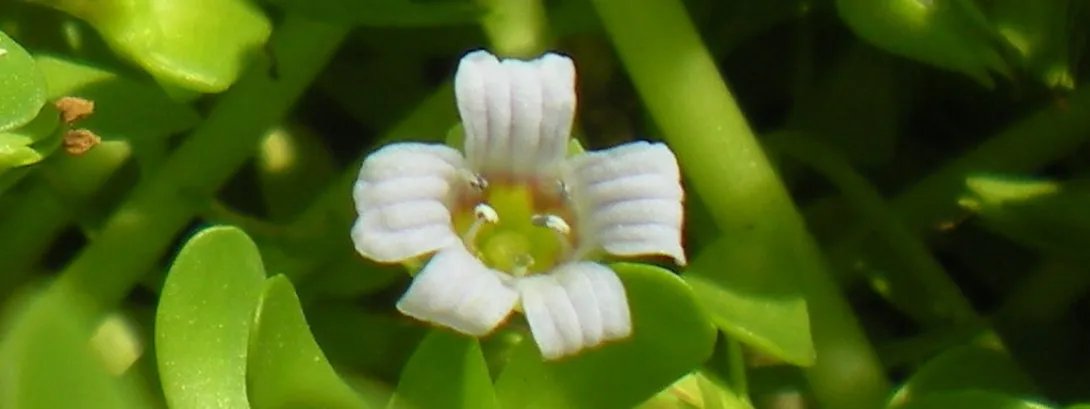 Het betere denkwerk dankzij Bacopa monniera