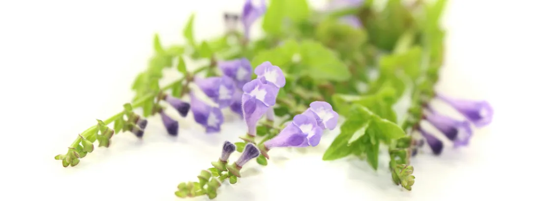 Homeopathie en conventionele kankertherapie