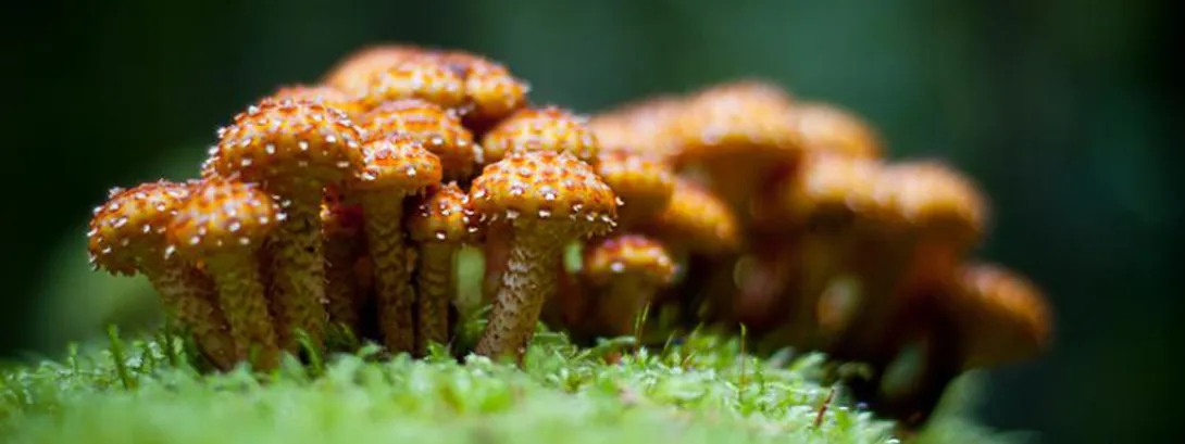 Paddenstoelen, goede bron van vitamine D(4)