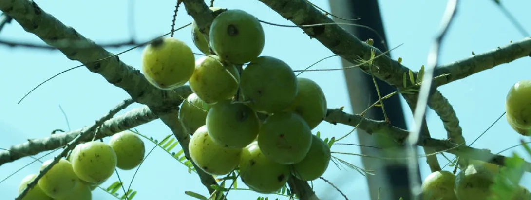 Triphala effectief als mondspoeling bij gingivitis en tandplak