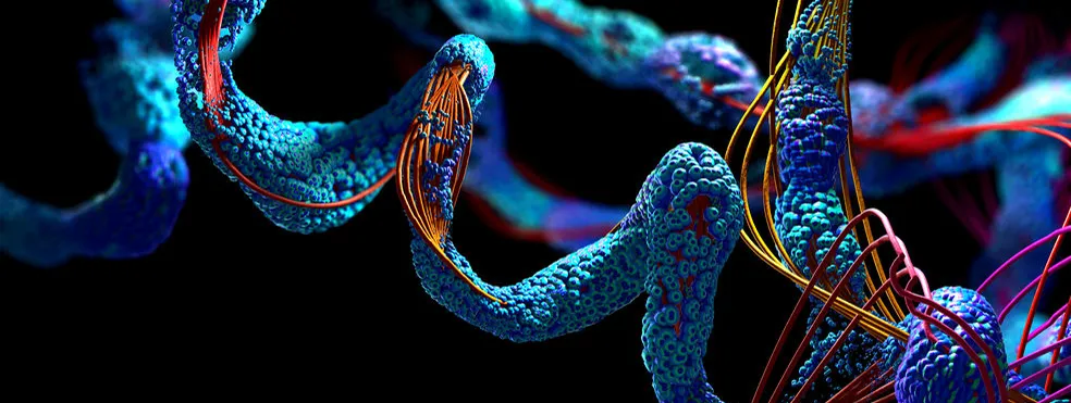 Essentiële aminozuren verbeteren cognitie