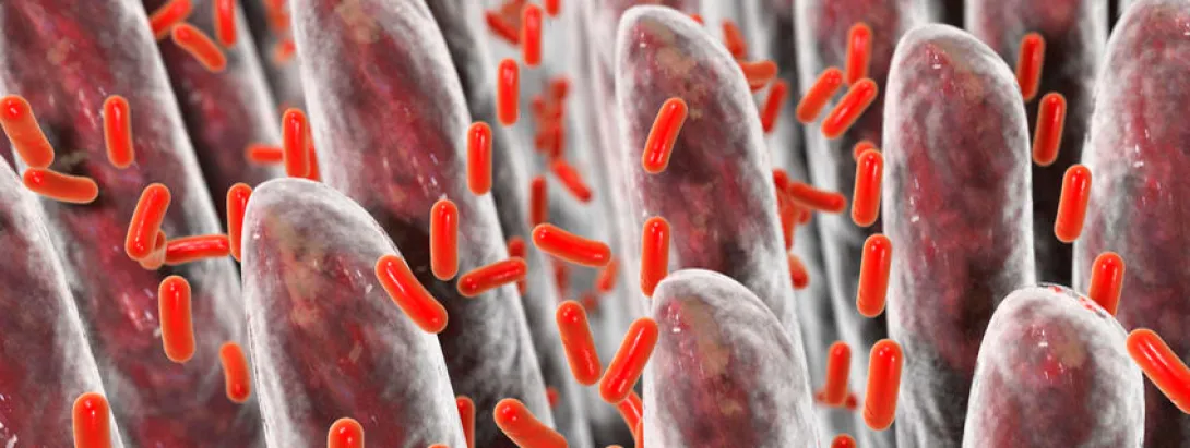 Prebiotica vervijfvoudigen het aantal bifidobacteriën