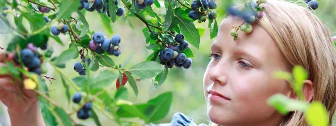 Bosbessen houden kinderen bij de les