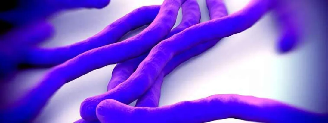 Lyme: nieuwe bewijzen voor persistente borrelia-infectie
