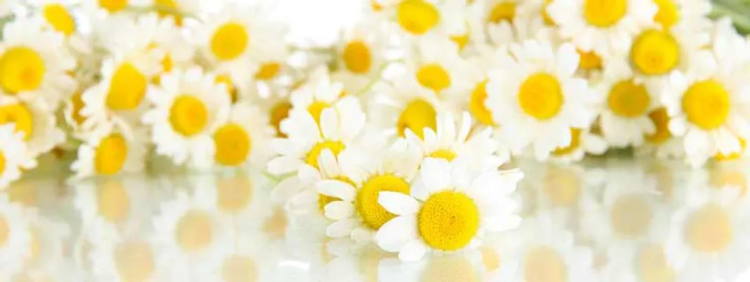Kamille vermindert borstpijn
